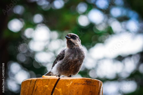 Gray Jay Number 1.