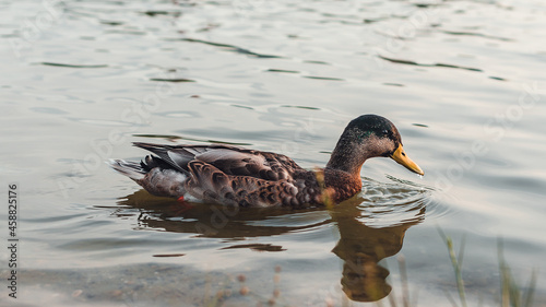 detail of autumn ducks by the river