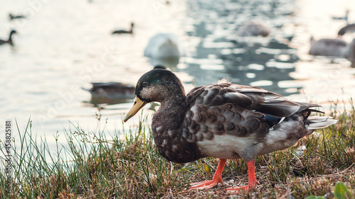 detail of autumn ducks by the river