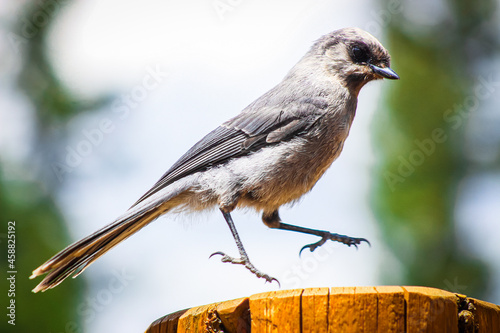 Hopping Bird