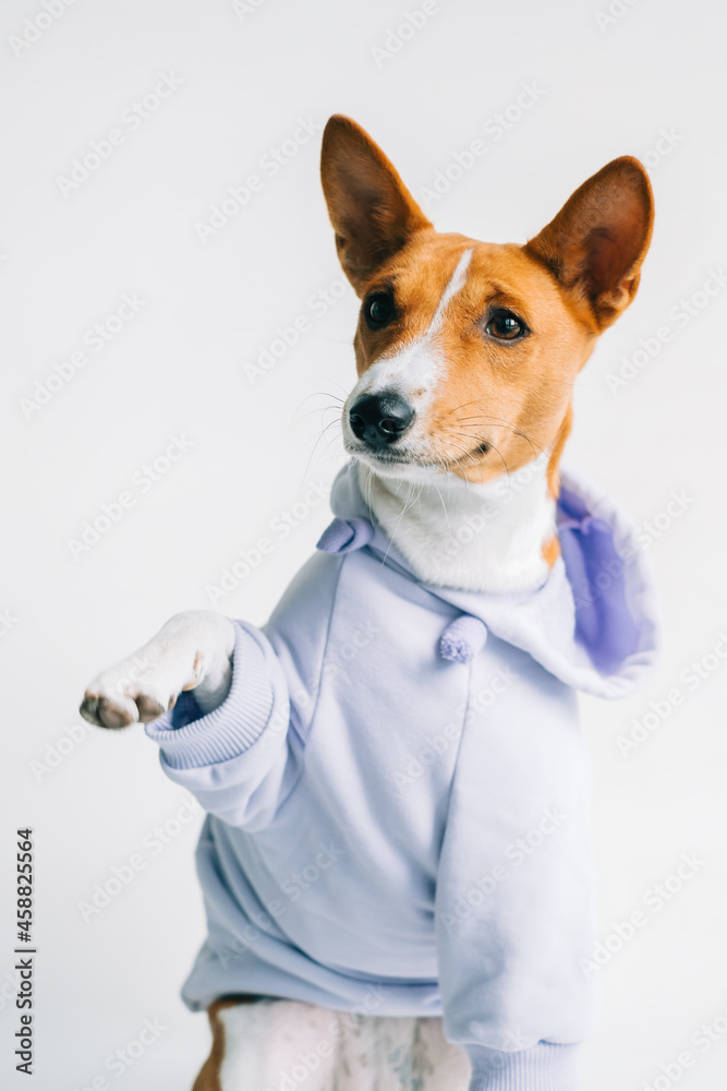 Portrait of funny red white basenji dog wearing hoodie and giving paw.