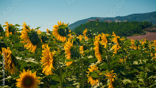 A field of sunflowers with a Spanish village visible in the background photographed during the Camino de Santiago.