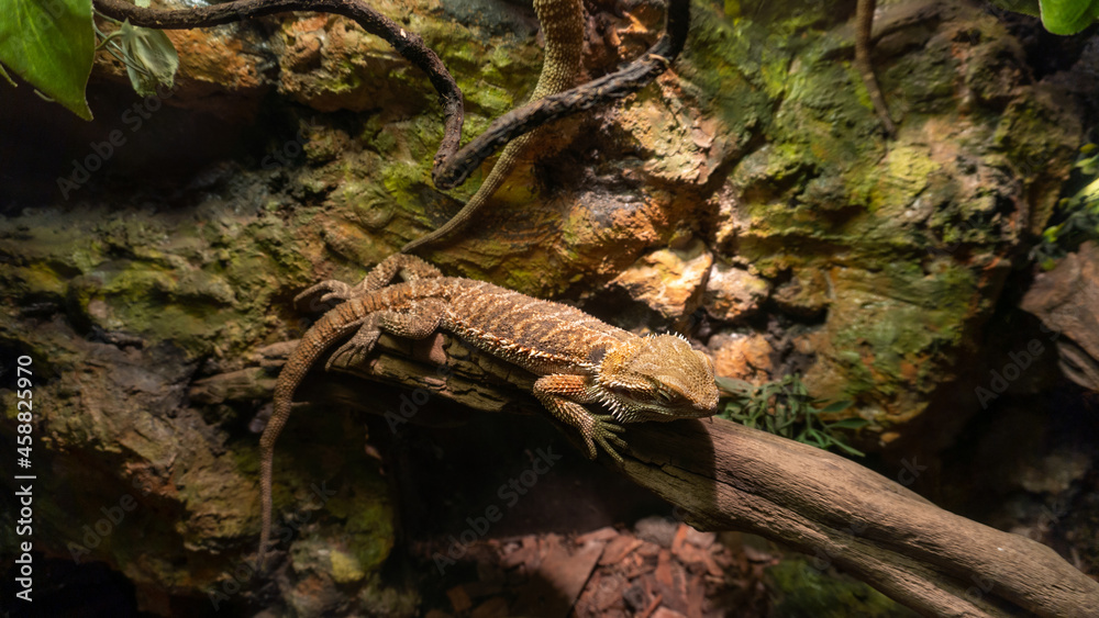 Common bearded dragon (Pogona barbata) on wood branch. Common bearded dragon (Pogona barbata) on wood branch.