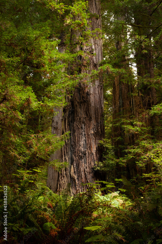 Fototapeta premium Redwood Forest Trees