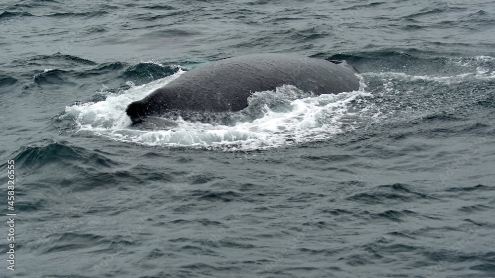 Obraz premium Humpback whale in Machalilla National Park, off the coast of Puerto Lopez, Ecuador
