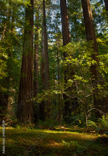Redwood Forest Trees
