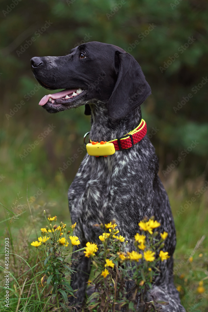 The portrait of a young black and white Greyster dog posing outdoors wearing a red collar with a yellow GPS tracker on it sitting in a green grass with yellow flowers in summer
