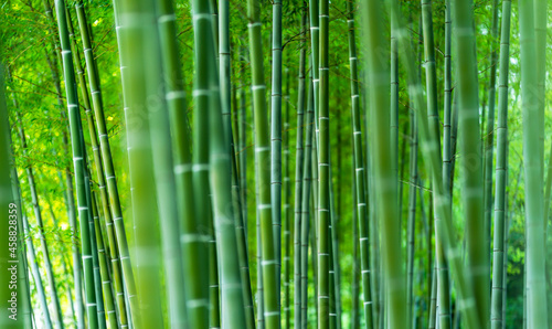Fototapeta Naklejka Na Ścianę i Meble -  Bamboo Forest