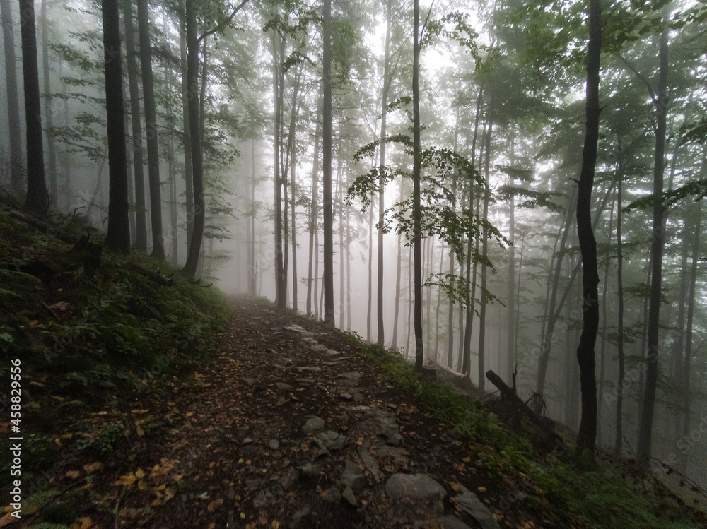 Naklejka premium Forest in the fog - Babia Gora Mountain - Beskidy Mountains
