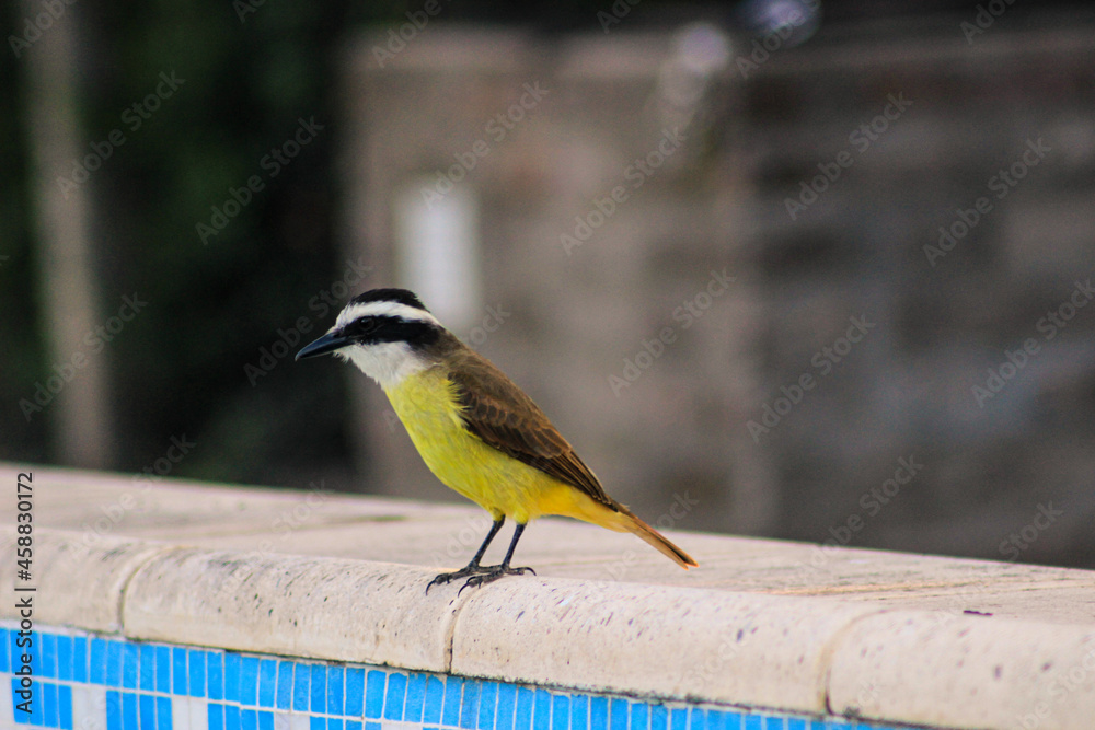 Obraz premium bird
