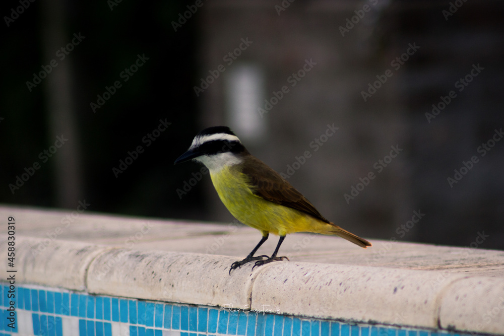 Fototapeta premium bird