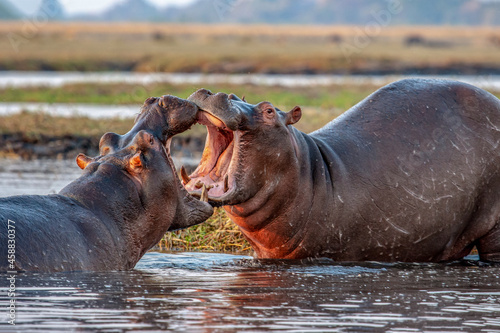 African wild hippopotamus fighting playing in Botswana, Africa © Aida Servi