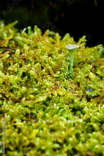Clove green mushroom growing in the moss.