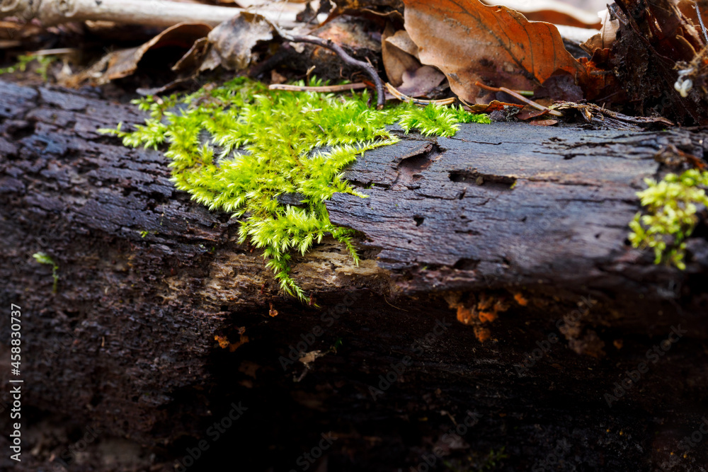 Lush green moss growing on wood. Lush green moss growing on wood.