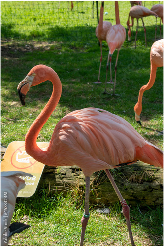 Vertical shot of a flamboyance of flamingos in a field under the sunlight photo