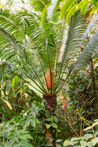 Vertical shot of Cycas Rumphii exotic plant with a cone against a green background photo