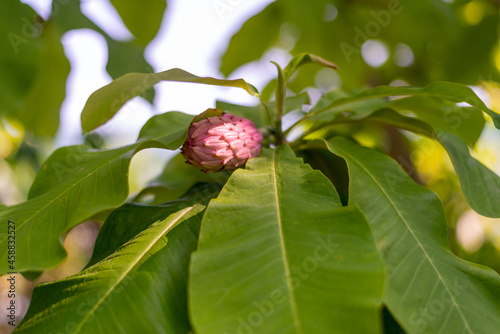 Pink Magnolia Tripetala fruit growing over large leaves under the sun beams photo