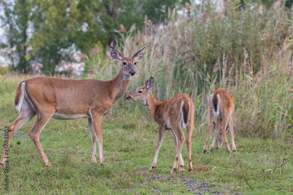 white-tailed deer female with babies white-tailed deer female with babies