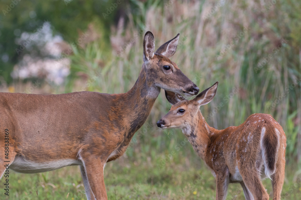 white-tailed deer female with babies white-tailed deer female with babies