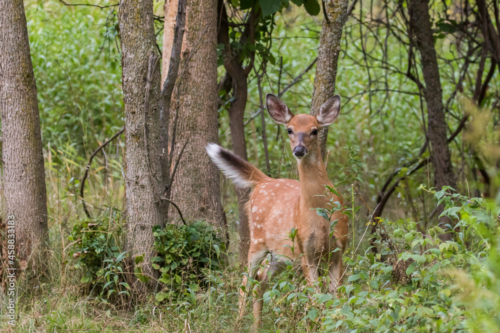 white-tailed deer Fawn in summer white-tailed deer Fawn in summer