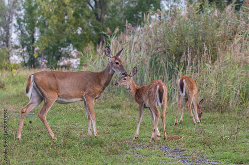 Fototapeta Naklejka Na Ścianę i Meble -   white-tailed deer female with babies