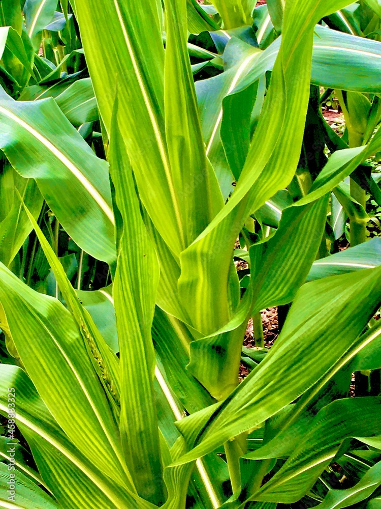 Fototapeta premium green corn field