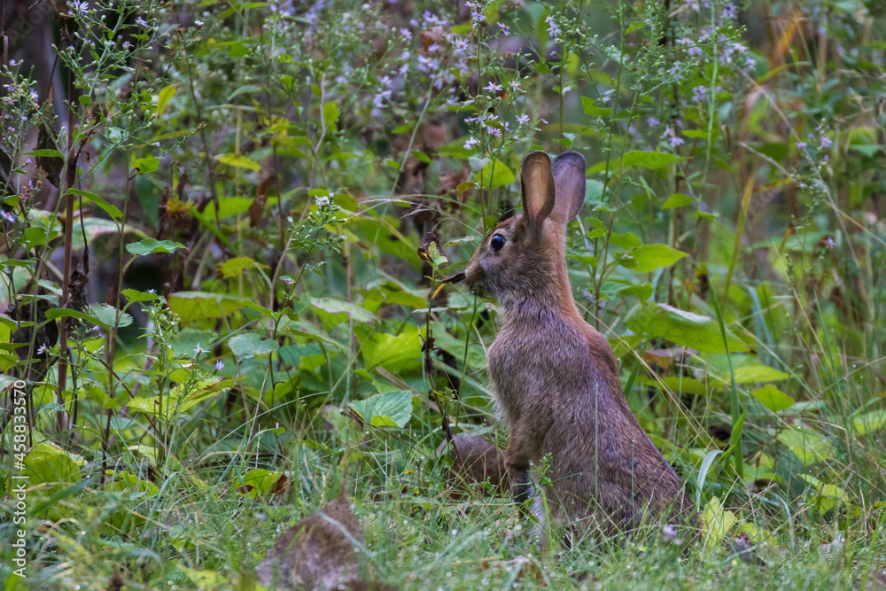 eastern cottontail (Sylvilagus floridanus) in morning light eastern cottontail (Sylvilagus floridanus) in morning light