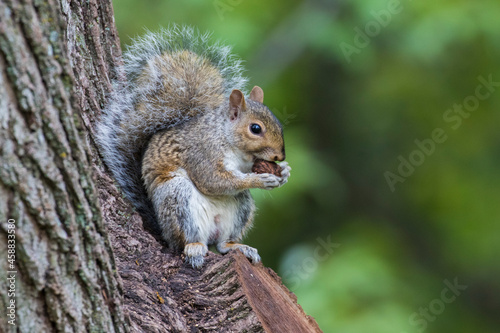  eastern gray squirrel (Sciurus carolinensis) photo