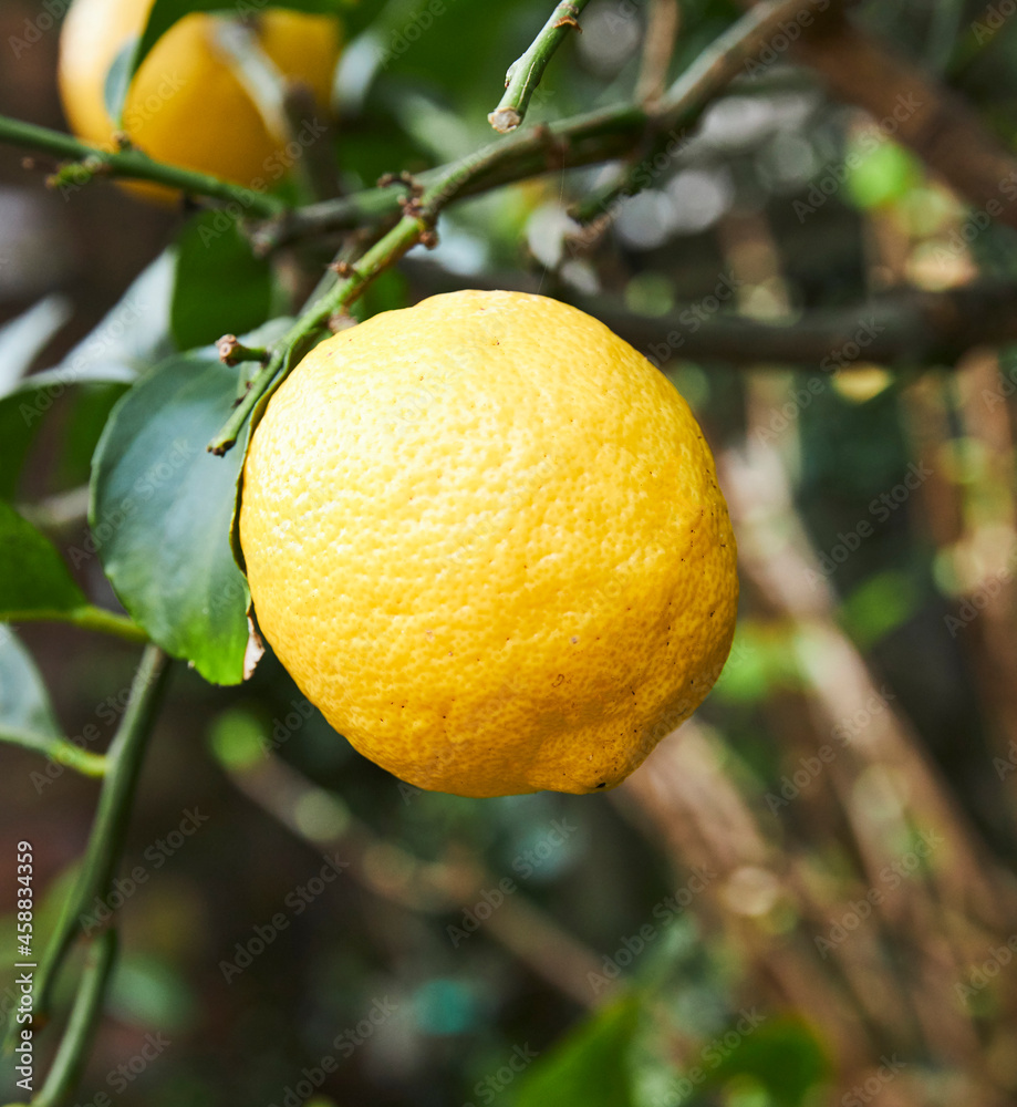 Garden Lemons