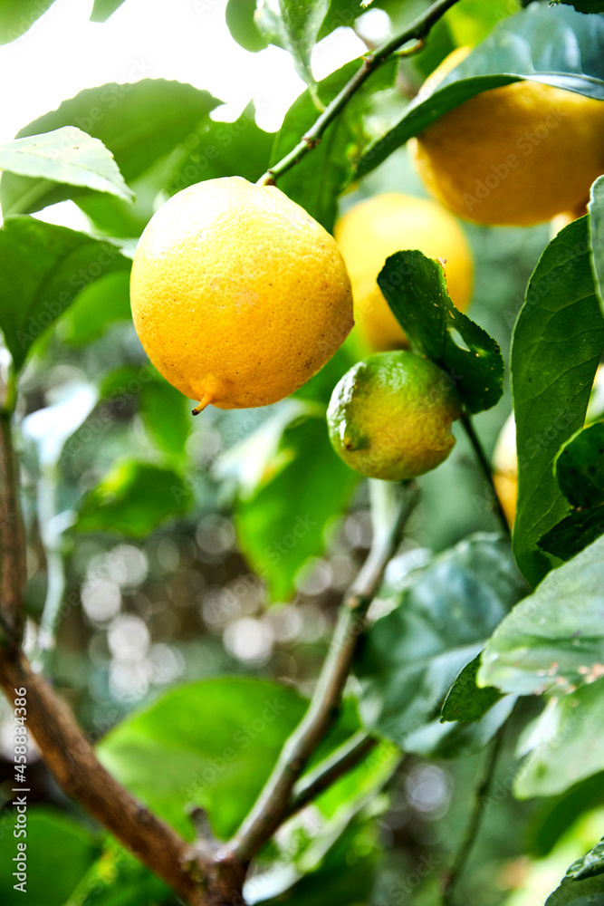 Garden Lemons Garden Lemons