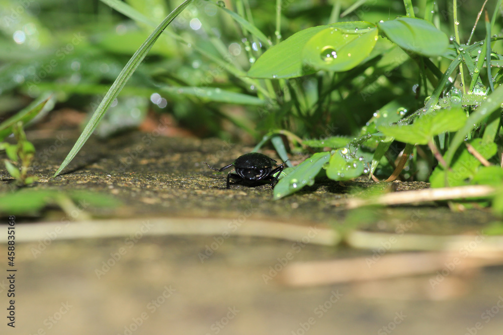 Naklejka premium phosphuga atrata insect macro photo