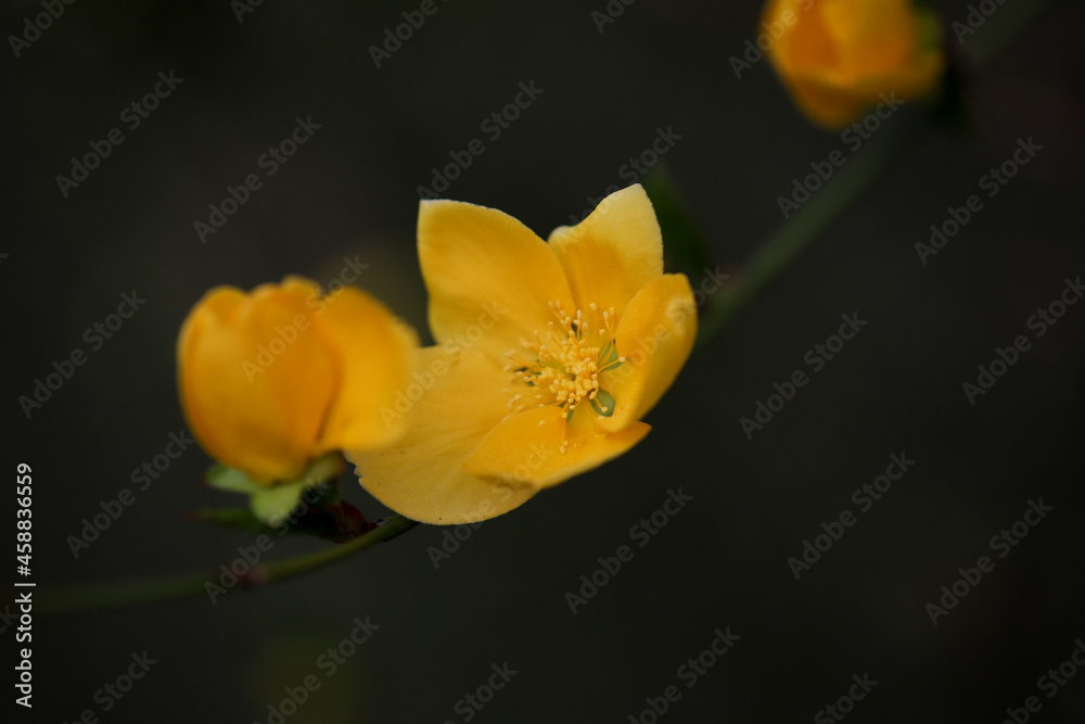 山吹の花 山吹の花