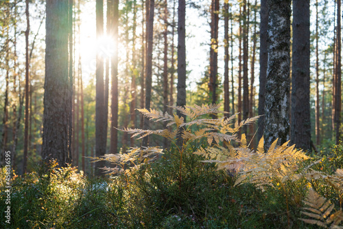 Autumn natural colors in pine forest  sun rays shine through withered yellowed fern at sunset. Sunlight through tree trunk. Fall time  change of seasons concept. 