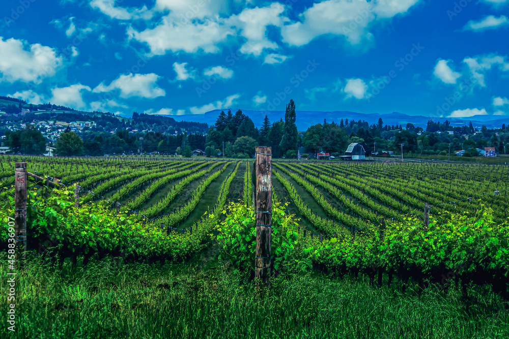 Northern California wine country