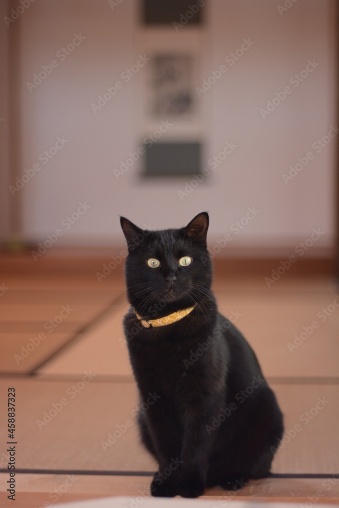 Portrait of black cat in Japanese traditional room