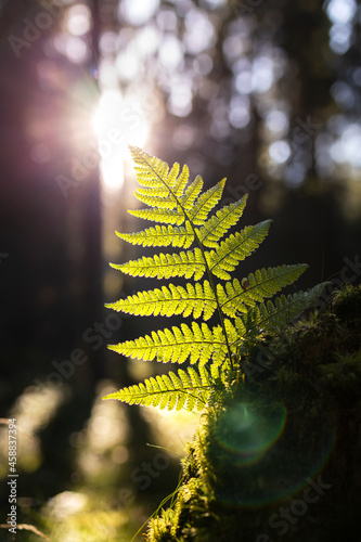 Farn im Gegenlicht der Sonne