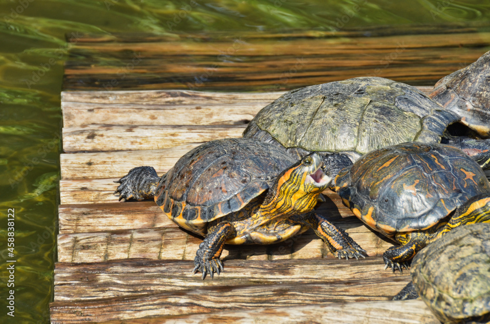 Open Mouthed Turtle on Turtle Pile on Wood Dock in Lake