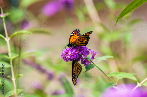 Monarch butterflies on a purple flower head, shot in a Toronto parks's pollinator garden at the end of summer. photo