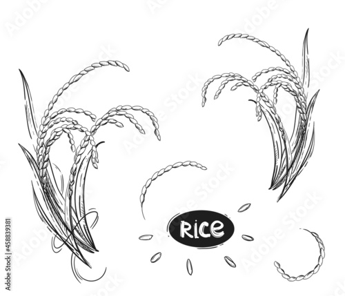 Hand drawn sketch black and white set of rice, grain, seeds, leaf. Vector illustration. Elements in graphic style label, card, sticker, menu, package. Engraved style