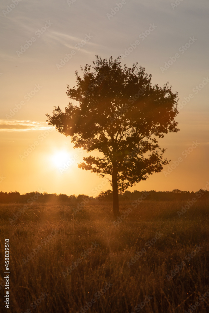 Sonnenaufgang mit Baum