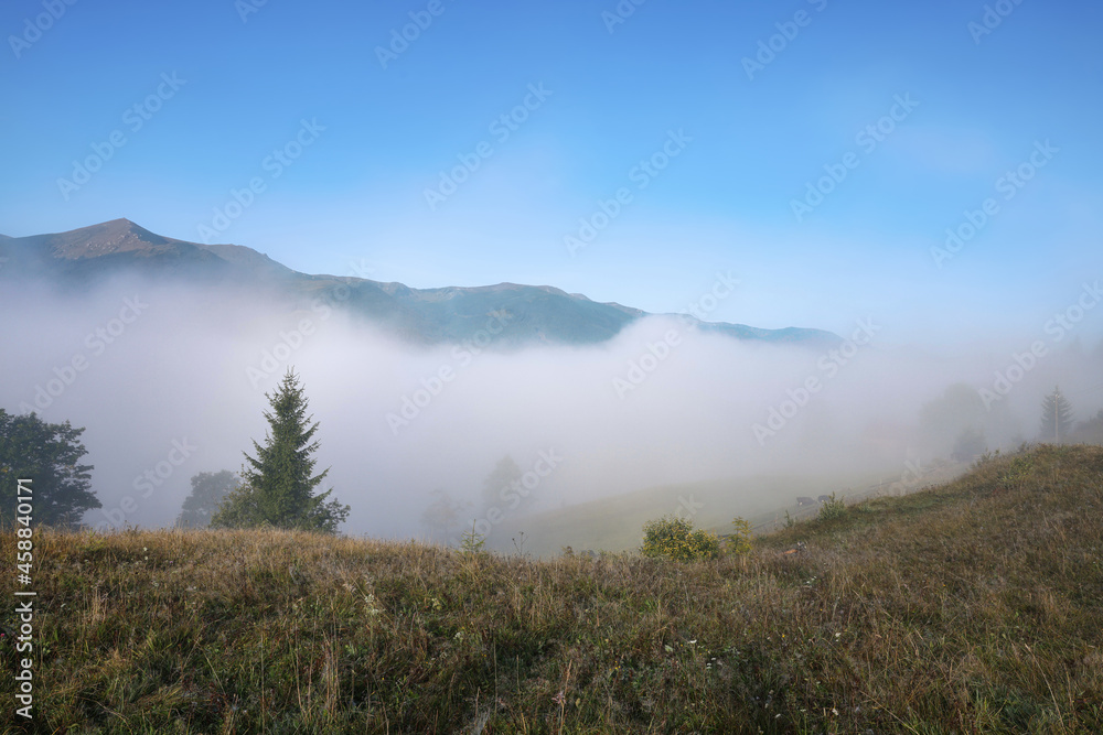 Trees growing on mountain hill in foggy morning