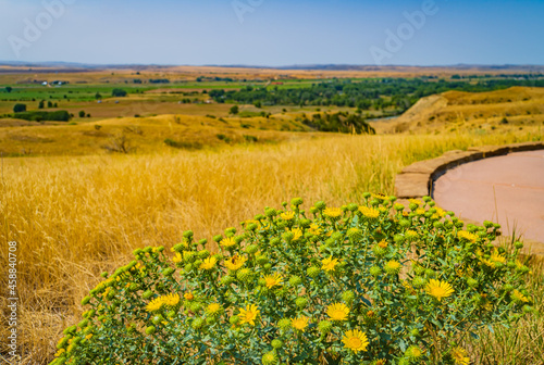 yellow prairie sunflowers in bloom at Battlefield of the Little Bighorn, known also as Wounded Knee, fought along the  bluffs and ravines of the Little Bighorn River valley, in Montana
 photo