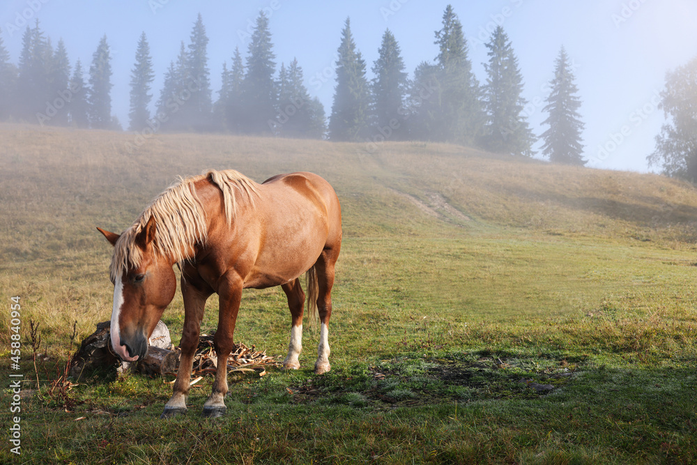 Horse grazing on pasture in misty morning. Lovely domesticated pet