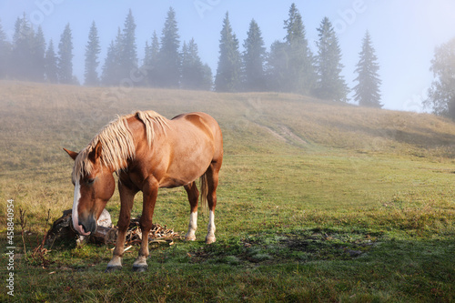 Horse grazing on pasture in misty morning. Lovely domesticated pet