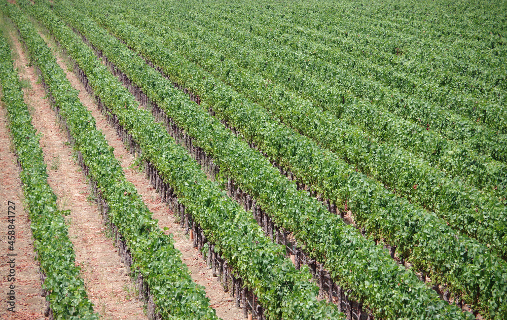 Full frame view of a vineyard with straight rows of green vine plants on a summer day in California’s wine region
