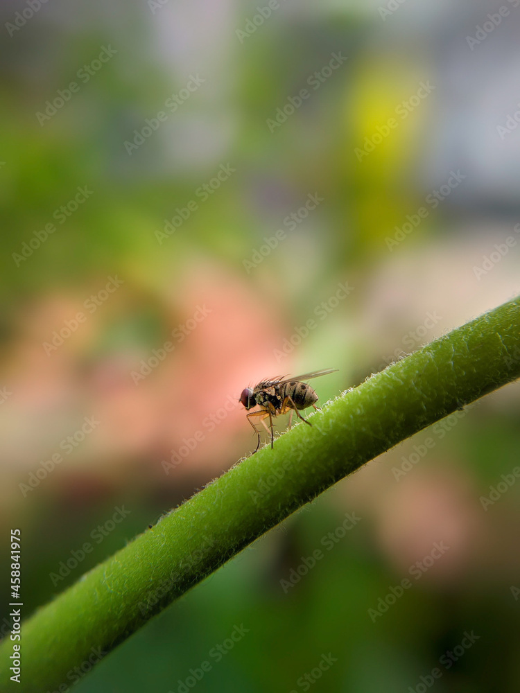 fly on leaf fly on leaf