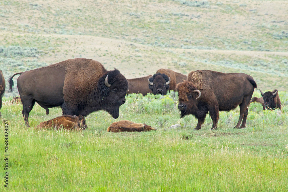 Bison family in meadow