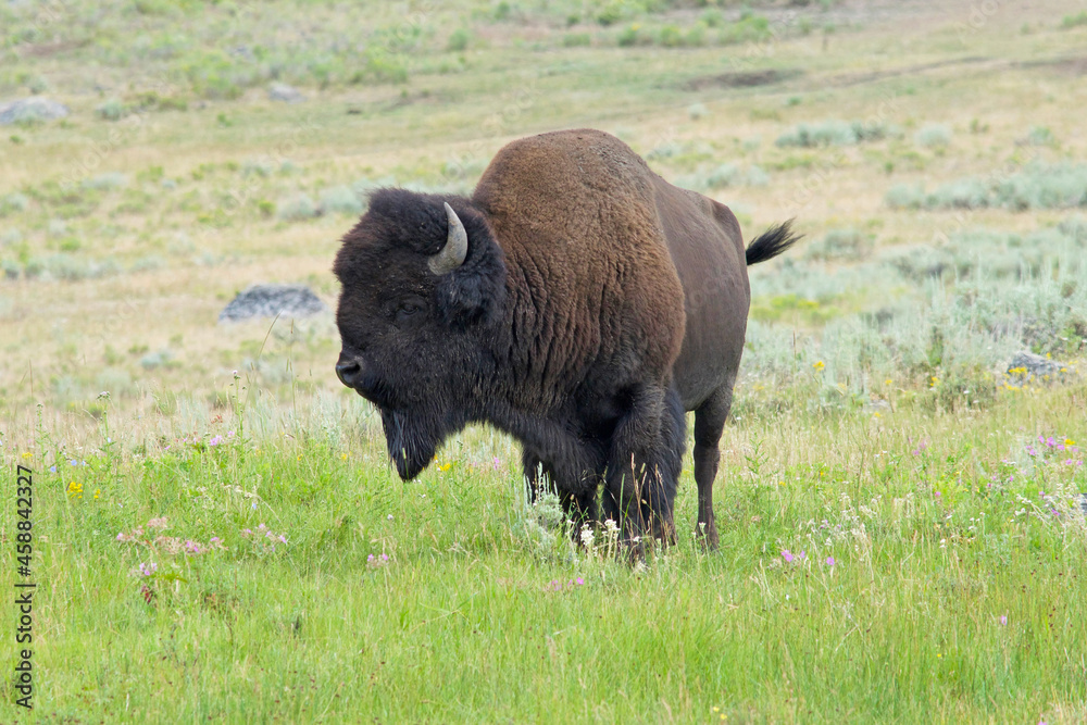 Bison in meadow