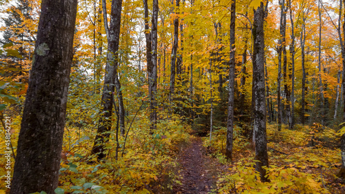 Colorful autumn trees in Michigan upper peninsula wilderness