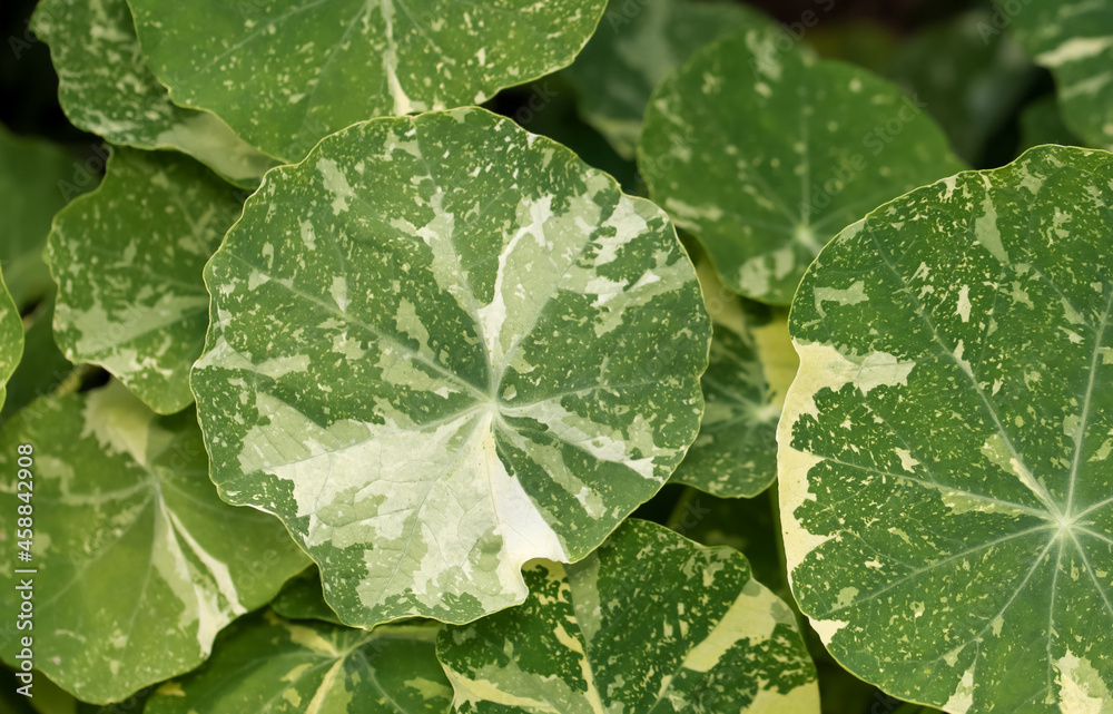 Top down view of large leaves of green succulent plant in the garden Top down view of large leaves of green succulent plant in the garden